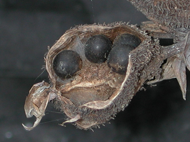 frutos-y-semillas.jpg