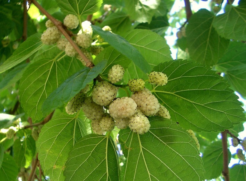 frutos_de_morus_alba-830x609.jpg