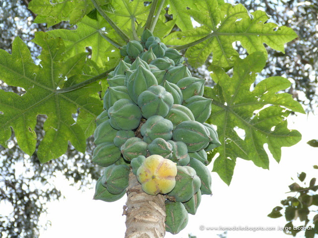 Frutos_Humedal_Cordoba-33.jpg