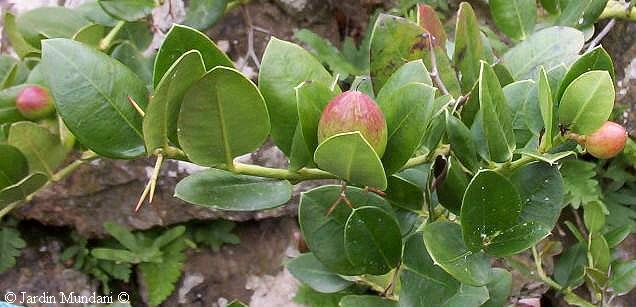 frutoscarissa2.jpg