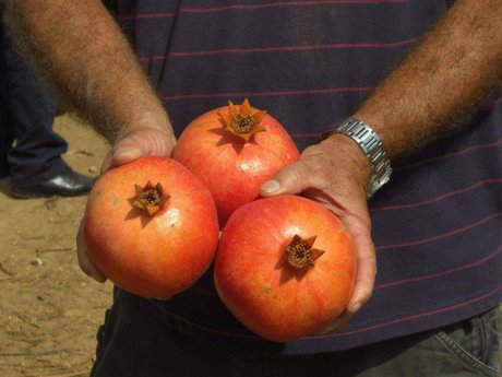 frutti_di_melagrano_cultivar_Wonderful_2.jpg