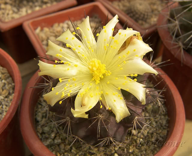 fseptCopiapoamontana.jpg