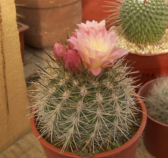 fseptEchilensisalbidiflorus3-1.jpg