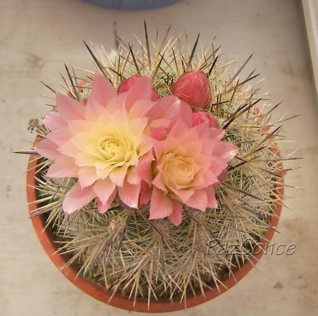 fseptEchilensisalbidiflorus4.jpg