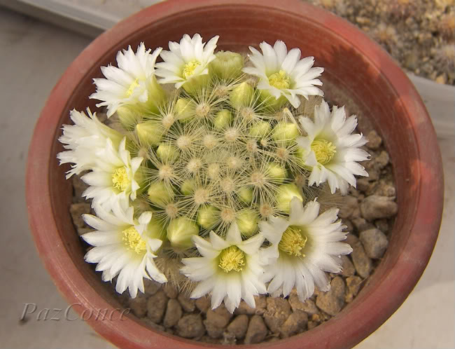 fseptMcarmenae_floresblancas.jpg