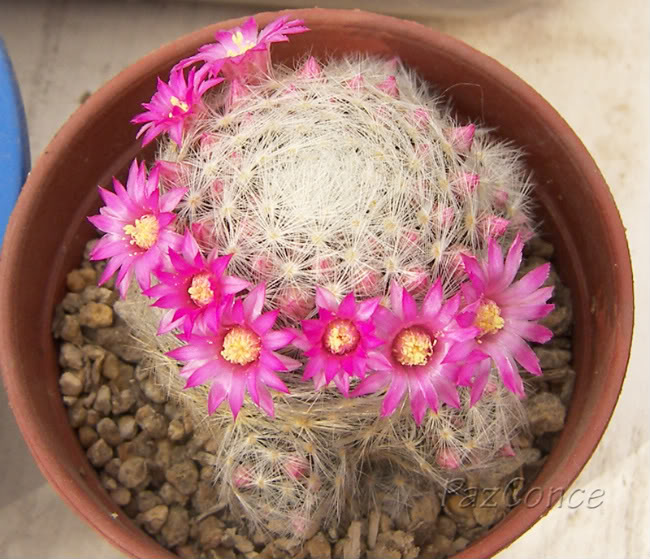 fseptMlauidasyacantha2.jpg