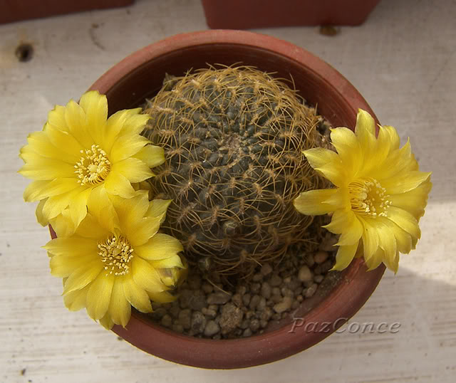 fseptSulco_candiae3a.jpg