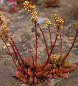 ft_crassula_nudicaulis.jpg