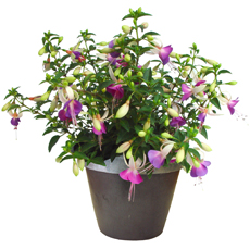 Fuch%20violette%20pl2.jpg