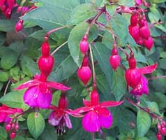 fuchsia-3.jpg