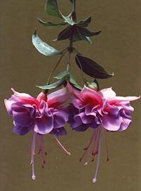 fuchsia%7E1.jpg