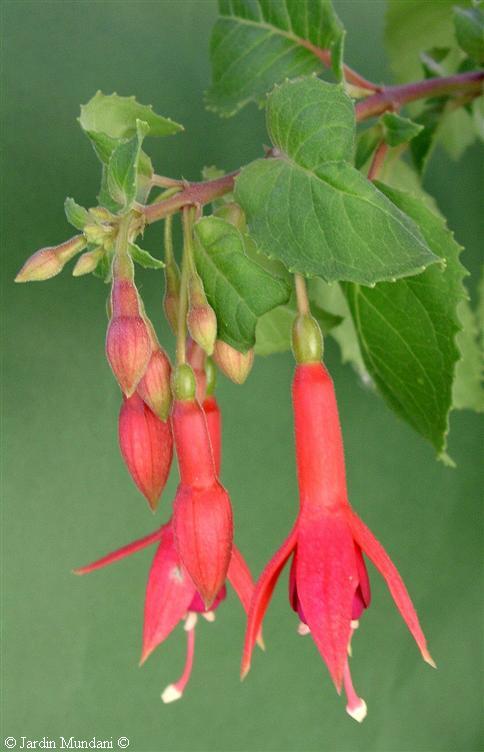 fuchsia-antiga.jpg