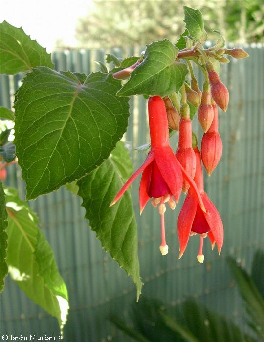 fuchsia-antiga1.jpg
