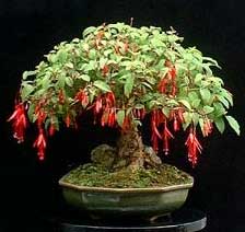 fuchsia-bonsai-4.jpg
