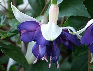 fuchsia-carmel-blue.jpg