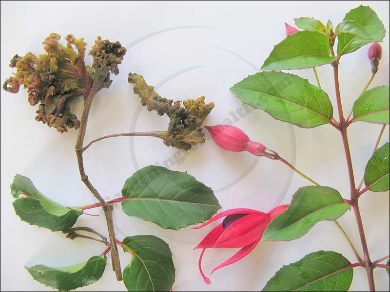 fuchsia-gall-mite-damage-Aculops-fuchsiae-Fuchsia-gall-mite-Fuchsia.jpg