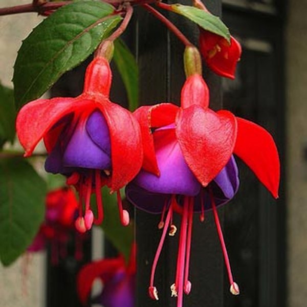 Fuchsia.jpg