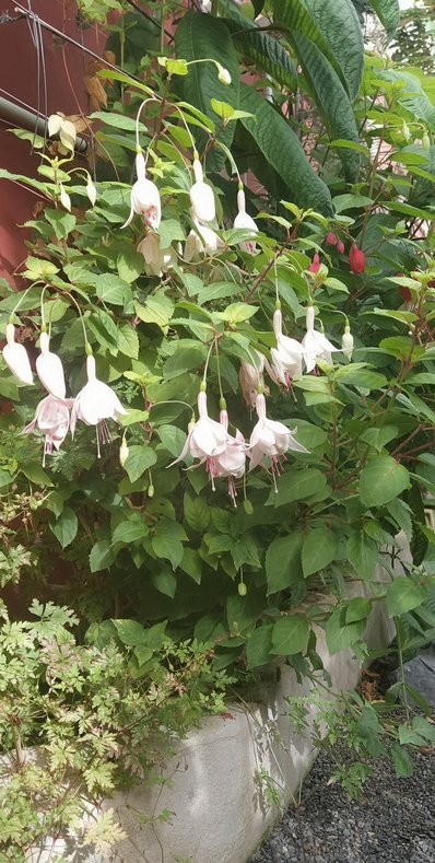 Fuchsia.jpg