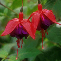 fuchsia-royalvelvet.jpg