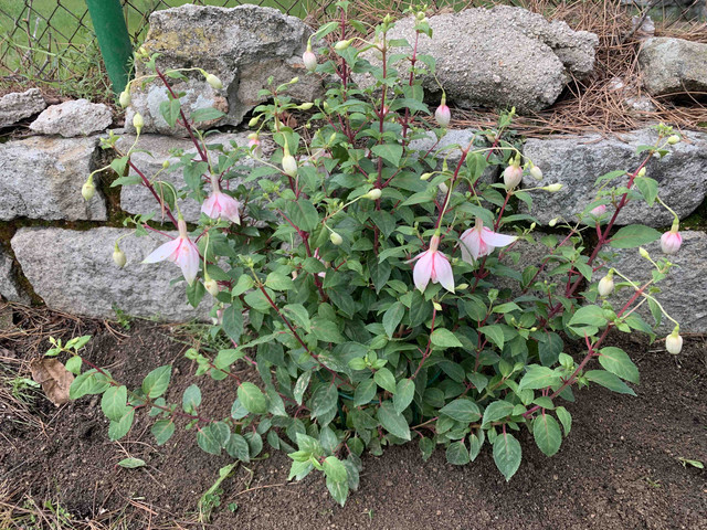 fuchsia01.jpg