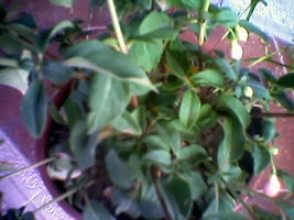 fuchsia2%7E0.jpg