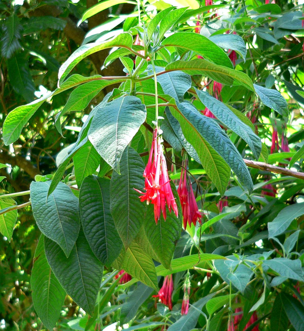 Fuchsia_boliviana_2.jpg