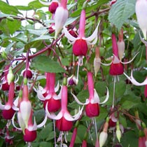 fuchsia_checkerboard2.jpg