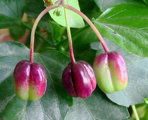 fuchsia_fruit.jpg