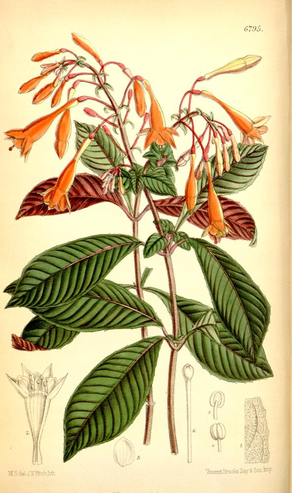 Fuchsia_triphylla.jpg