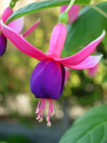fuchsiaHeraldFlor.JPG