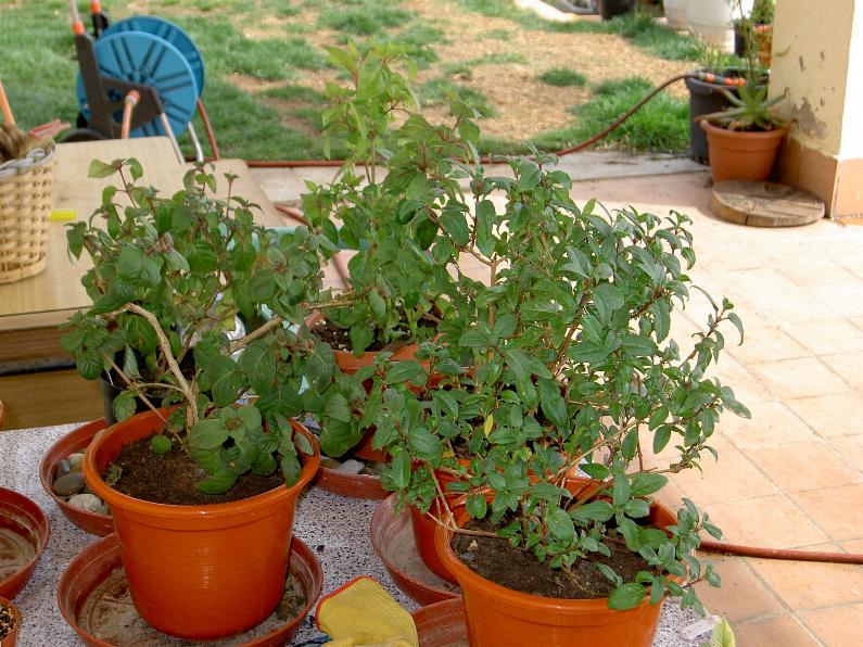 fuchsias%201-4-06.JPG