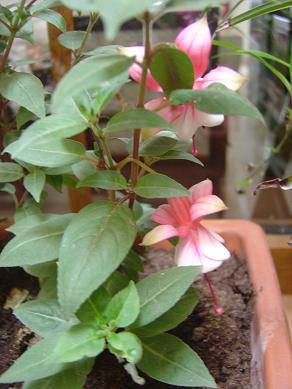 fuchsias%201.jpg
