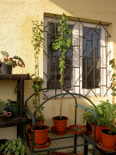 fuchsias%202%20%288-04-06%29.JPG