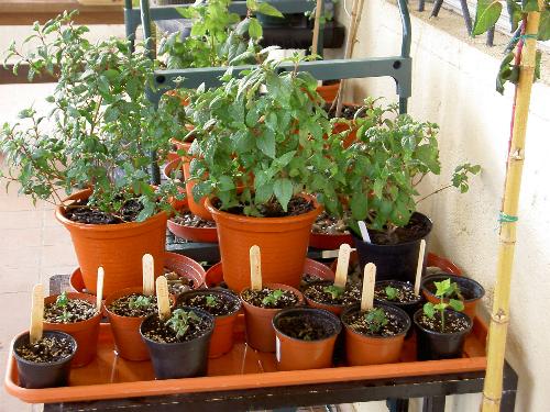 fuchsias%203%20%288-04-06%29.JPG