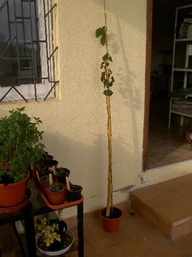 fuchsias%204%20%288-04-06%29.JPG