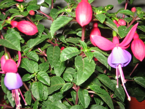 fuchsias1.jpg
