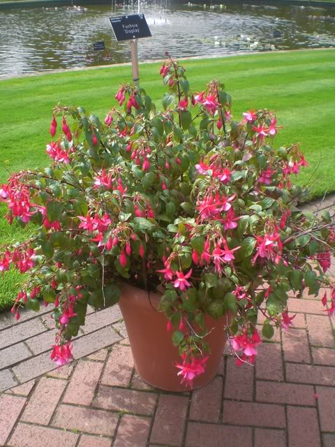 FUCHSIASWISLEY013.jpg