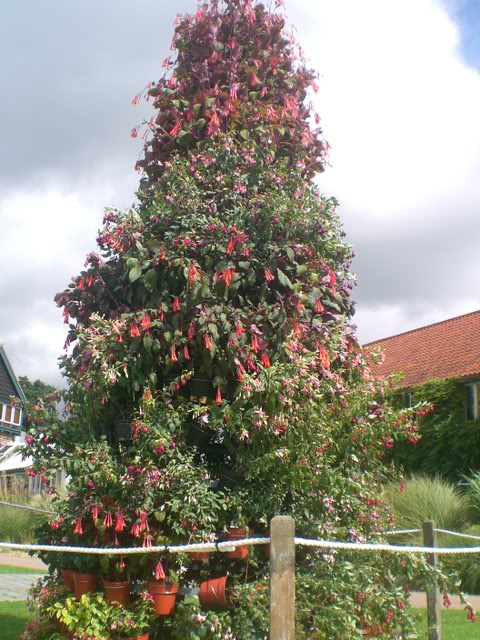 FUCHSIASWISLEY022.jpg