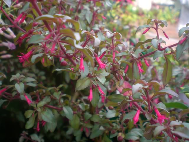 FUCHSIASWISLEY025.jpg