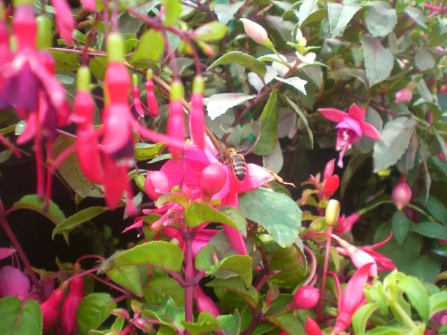 FUCHSIASWISLEY026.jpg