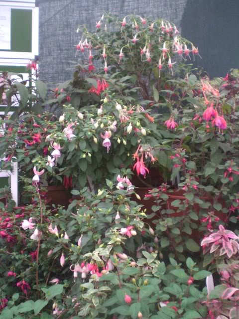 FUCHSIASWISLEY030-1.jpg