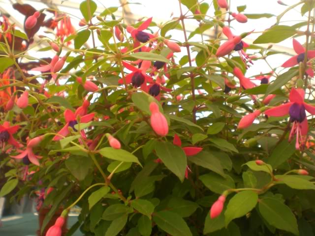 FUCHSIASWISLEY034.jpg