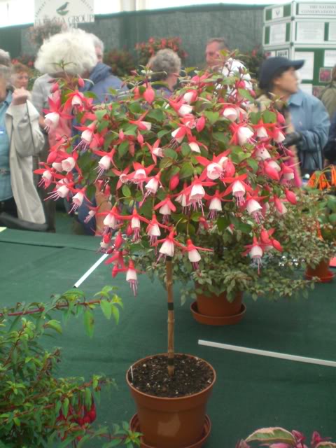 FUCHSIASWISLEY038.jpg