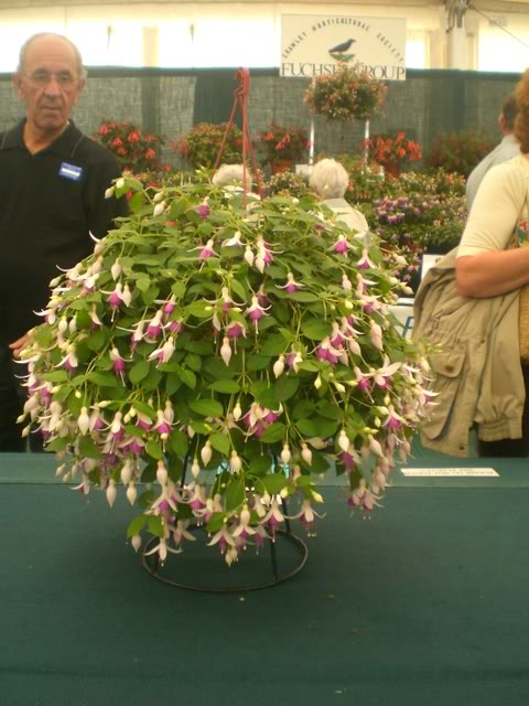FUCHSIASWISLEY040.jpg