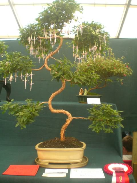 FUCHSIASWISLEY042.jpg