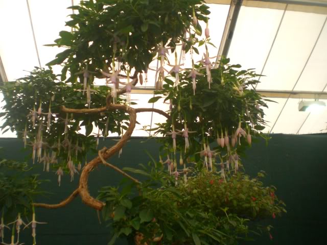FUCHSIASWISLEY044.jpg