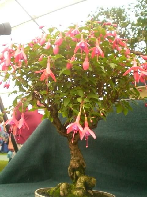 FUCHSIASWISLEY047.jpg