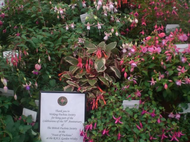 FUCHSIASWISLEY048.jpg