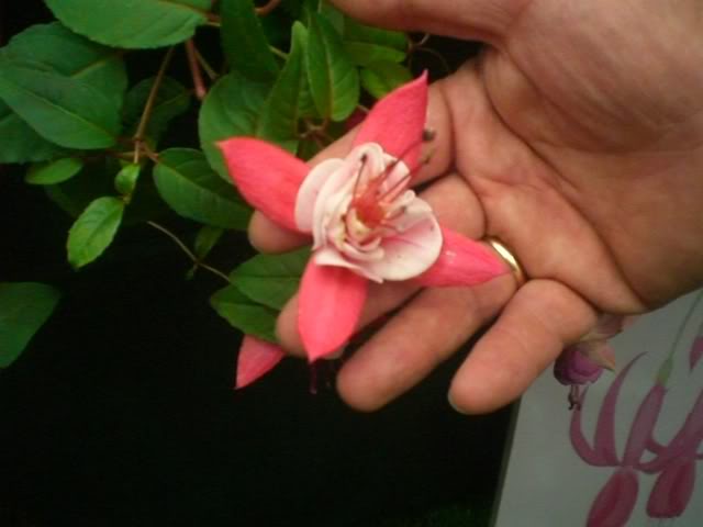 FUCHSIASWISLEY052.jpg