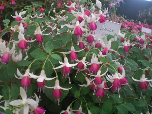 FUCHSIASWISLEY053.jpg